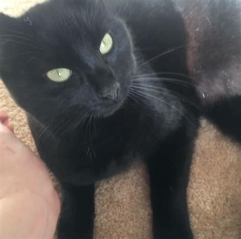 Missing Black Cat Lost And Found In Bristolsouth Glos
