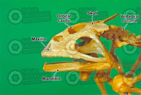 Frog Skull Labeled