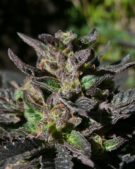 Grand Daddy Purp Strain Info Grand Daddy Purp Weed By Grand Daddy