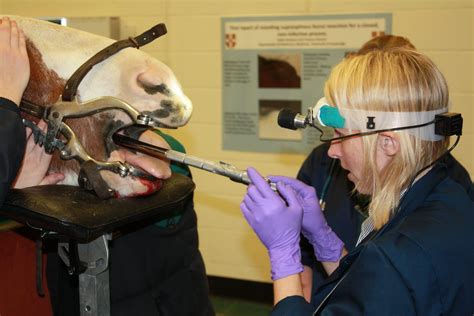 Equine Oral Dental Extraction Techniques Horse Dental Equipment