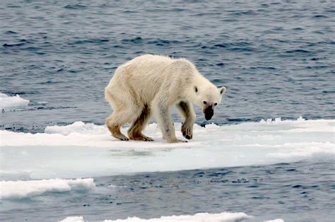 Uw Researcher Shows Global Warming Is Wiping Out Polar Bears How Long