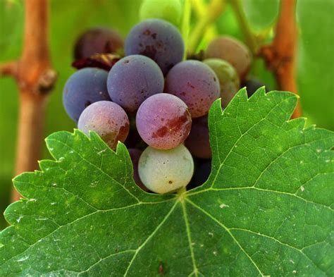 Filecalifornia Wine Grapes