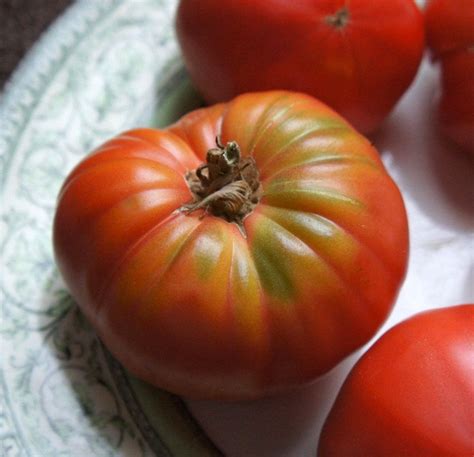 Helens German Tomato A Comprehensive Guide World Tomato Society