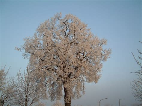 Free Images Tree Water Branch Blossom Snow Winter Leaf Flower
