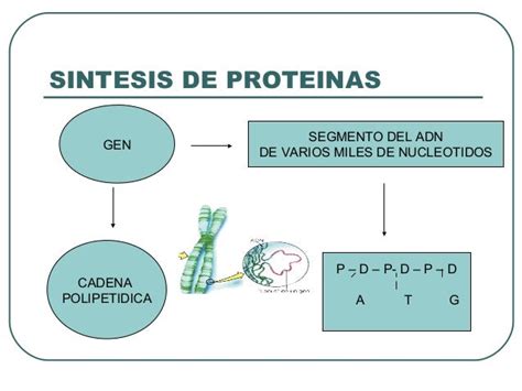 Control Genetico De La Sintesis De Proteinas