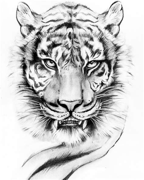 Tiger Tattoo Sketch