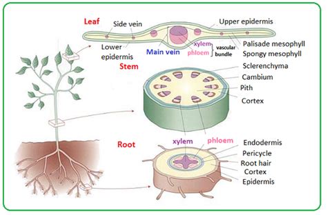 While xylem transports water, phloem transports food and nutrients. Distribution of Xylem and Phloem in roots, stems and ...