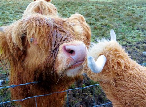 Erins Ever After The Hairy Coo Free Tour Scotland Travel Diary