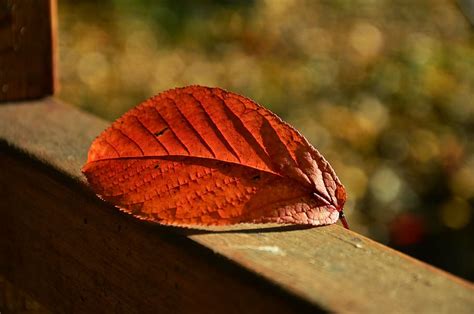 Free Download Hd Wallpaper Red Leaf Autumn Bokeh Autumn Colours
