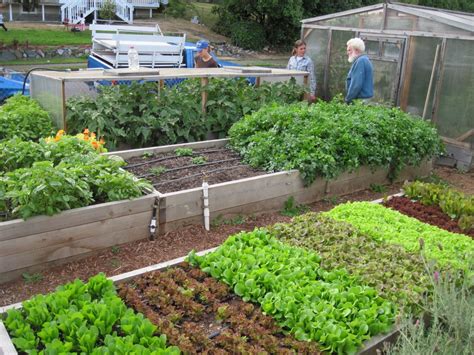 Small Backyard Vegetable Garden Ideas Mystical Designs
