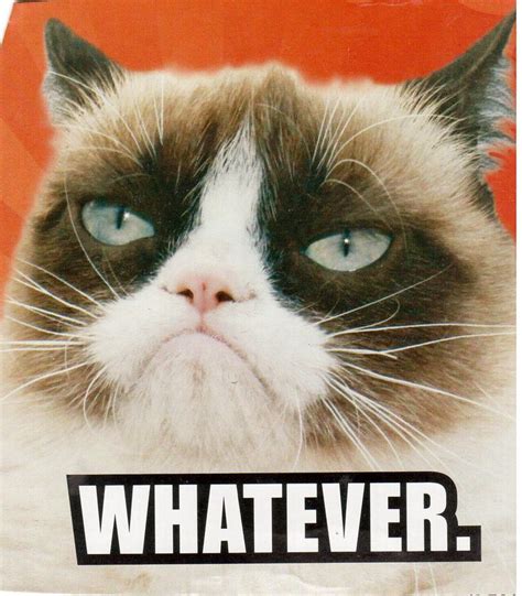 Grumpy Cat Whatever Funny Grumpy Cat Memes Grumpy Cat Cat Quotes