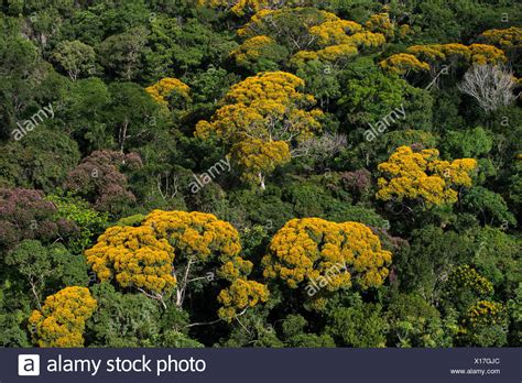 Número de identificação do vídeo 22211221. Tropical rainforest canopy with yellow flowering trees ...