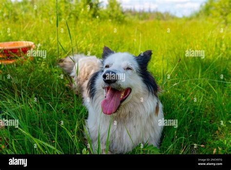 Portrait Of A White Dog Breed Yakut Laika Lies On The Green Grass In