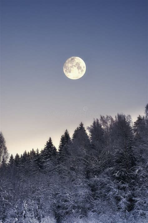 Full Moon Over Snowy Trees Stock Photos Free And Royalty Free Stock