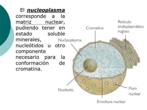 Qué Es El Nucleoplasma Y Su Función Resumen Fácil