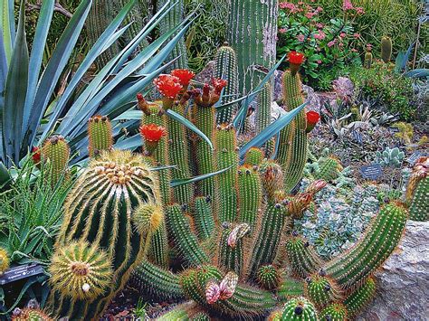 Hd Wallpaper Close Up Of Cactus Botanical Cacti Color Desert