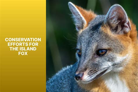 Understanding The Endangered Status Of The Island Fox A Comprehensive