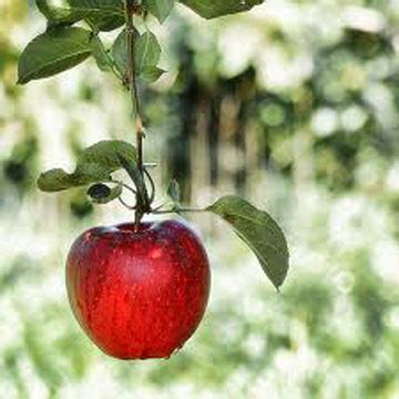 In the garden of eden there were two special trees: GARDEN OF EDEN FOUND! - Weekly World News