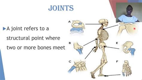 Skeletal System Joints Youtube