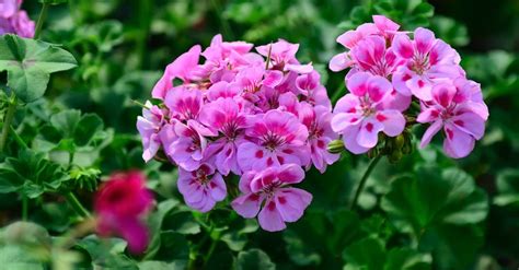 Cuidados del geranio ayuda a su floración Blog Verdecora