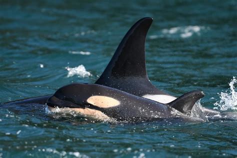 Researchers Cheer Birth Of Orca Calf To Endangered Southern Resident