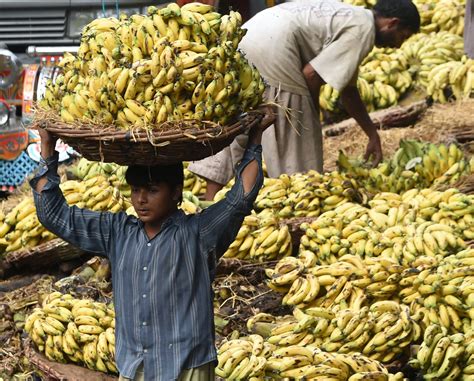 Banana Production Threatened Across Globe By Unstoppable Killer