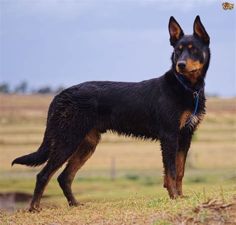 Australian Kelpie Dog Breed Facts Highlights And Buying Advice