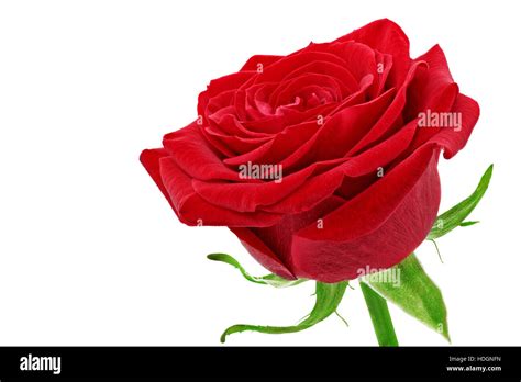 Beautiful Single Red Rose Flower Isolated Stock Photo Alamy