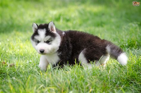 Siberian Husky Dog Breed Information Buying Advice Photos And Facts
