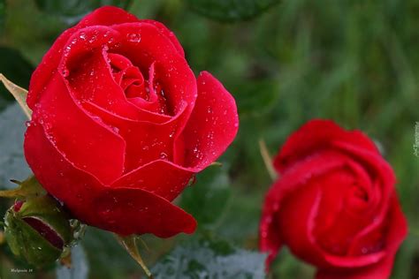 Kwiaty Czerwone Róże Krople