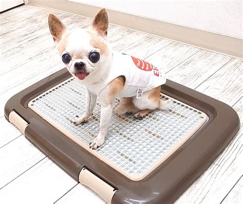 【楽天市場】トレーニング メッシュ トイレトレー フチ漏れしにくい｜ チワワ 犬 トイレ 小型犬 おしゃれ トイレマット シーツトレー トイレ