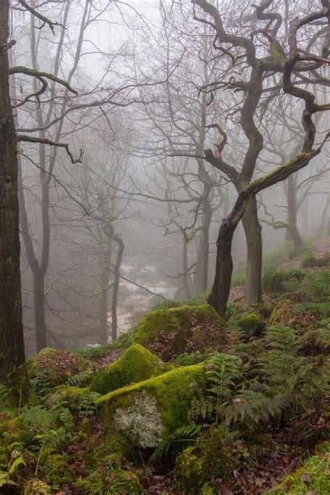 Flowers o' the forest played by the scots guards. Flower Love | Foggy forest, Landscape, Nature