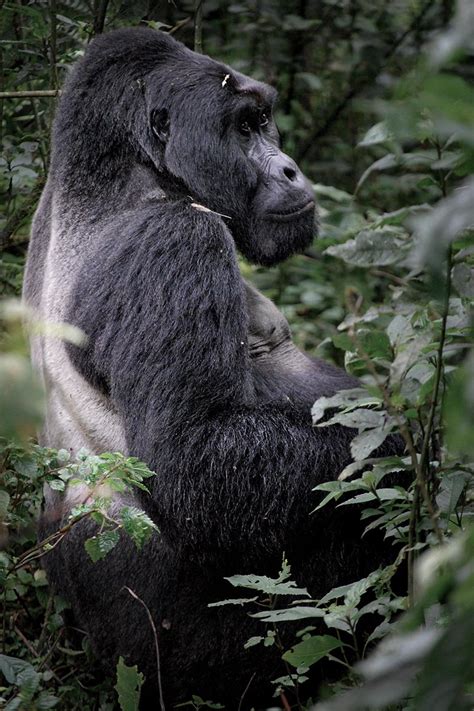 A Day With A Silverback Mountain Gorilla Gorilla Habituation Experience