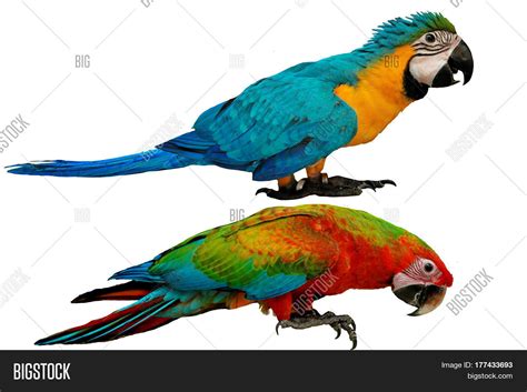 Colorful Parrots Male Image And Photo Free Trial Bigstock