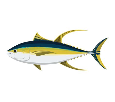Tuna Vector At Getdrawings Free Download