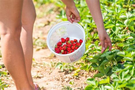 How To Celebrate Naked Gardening Day Food Gardening Network