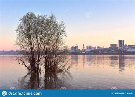 Tree In The River In Novosibirsk Stock Image Image Of Middle Capital
