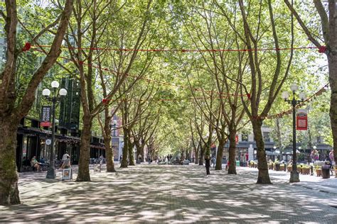 Considering Climate For A Healthy Urban Tree Canopy — The Nature