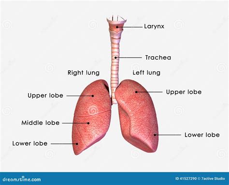 Where Are The Alveoli Located In The Lungs