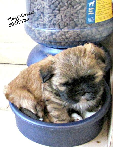 This is especially important when looking at shih tzu food, since the best food for shih tzu puppy dogs will differ from the best shih tzu dog food for adults or. New Puppy Owner FAQ