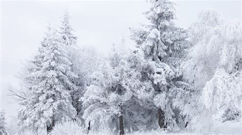 Free Snowy Trees Picture Wallpaper 1920x1080 30312