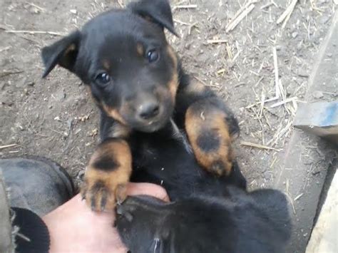 Jagdterrier/Boarder Collie puppies for Sale in Joseph ...