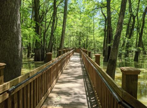 Enjoy A Stroll In An Old Growth Forest Along This Trail In Mississippi