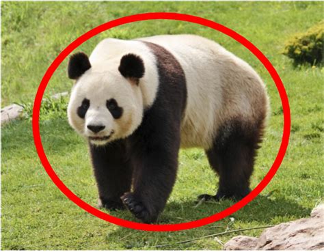 Adaptations - The Giant Panda
