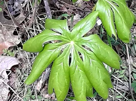 To see our 2021 fruit tree list that you can print off and bring with you to the nursery, click here! Spring Edible Plants in Middle Tennessee! | Fruit trees ...