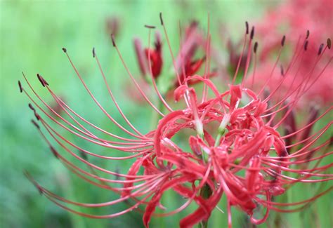 Spider Lily The Magical Red Spider Lilies Of Kinchakuda Savvy Tokyo