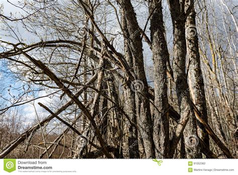 Dry Broken Tree Branches On The Ground Stock Photo Image Of Forest