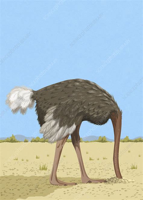 Ostrich With Head In The Sand Illustration Stock Image C0399058