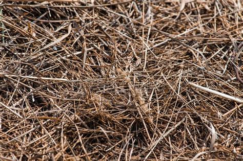 Background And Texture Of Old Dry Grass Hay Stock Photo Image Of