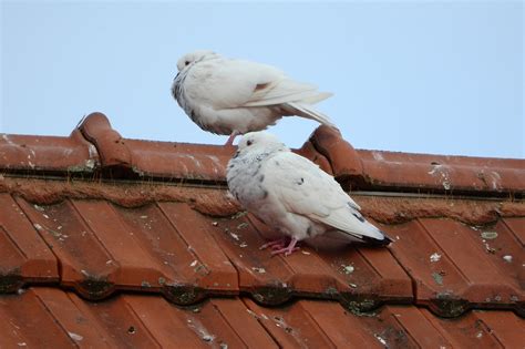 Pigeons Dove White Free Photo On Pixabay Pixabay